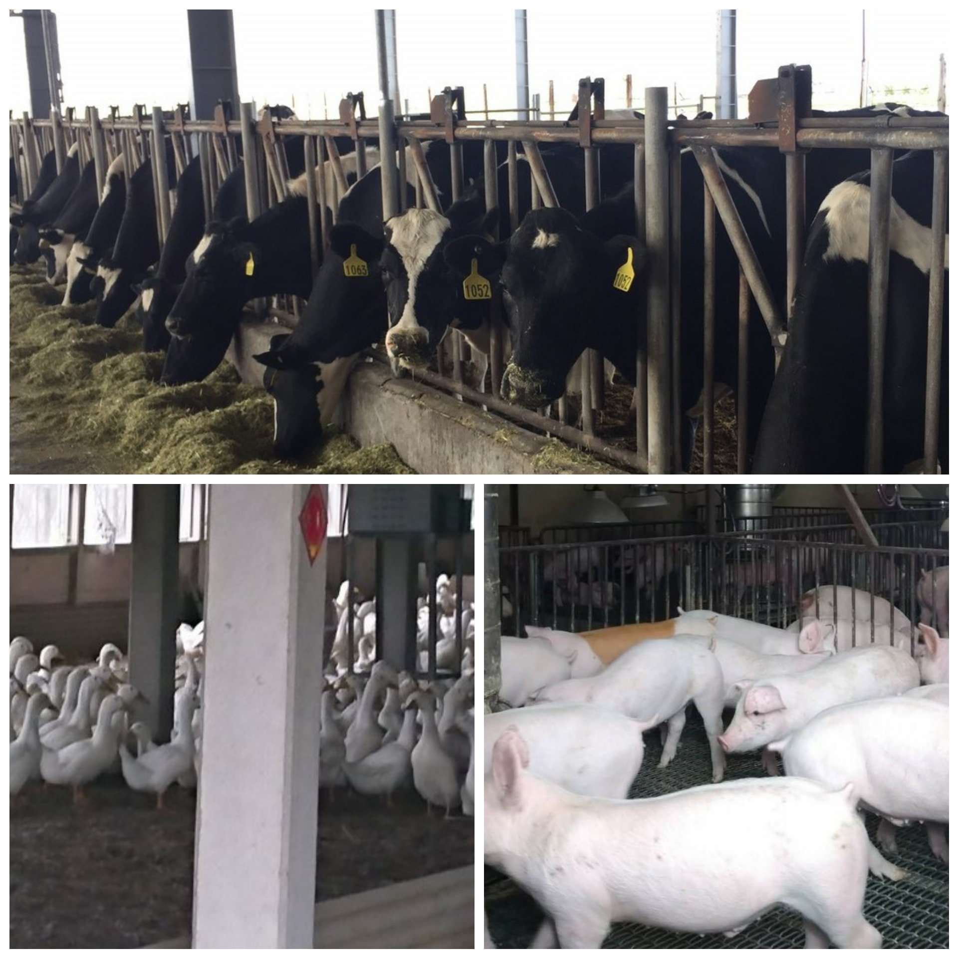 如何加強監督地方政府畜牧場管理及畜產品稽查管制情形